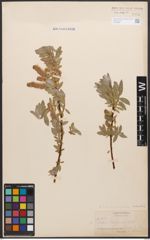 Salix californica Bebb